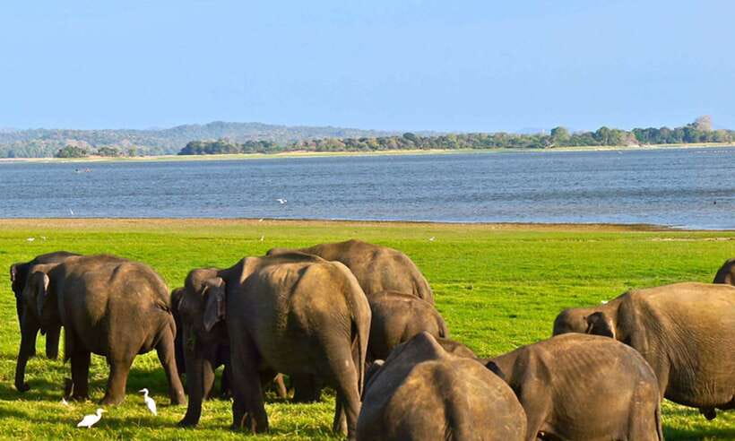 Udawalawa National Park Safari Tour with Experienced Guides - Crocodiles, buffalo, deer, and the smaller sightings