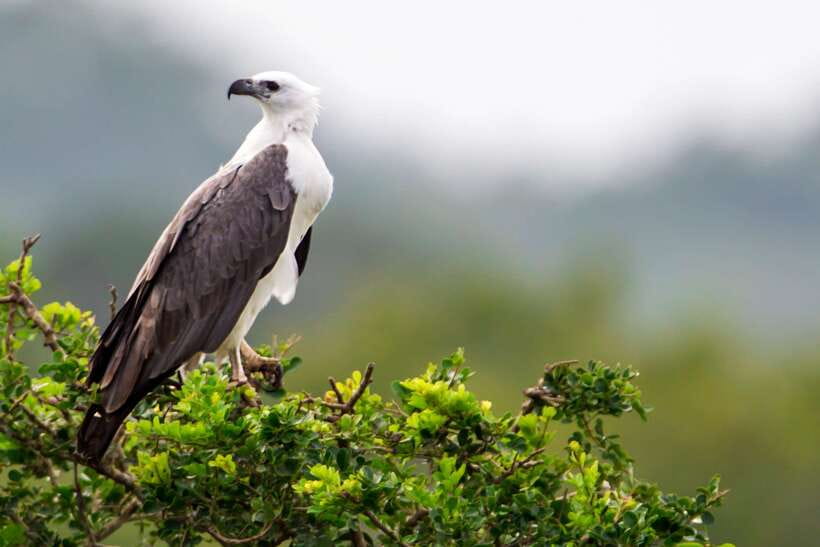 Udawalawa National Park Safari Tour with Experienced Guides - Three hours in the park, and what that really gives you