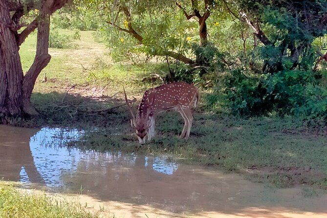 Udawalawa National Park Safari trip from Hikkaduwa/Galle/Weligama - What the $48 price really buys