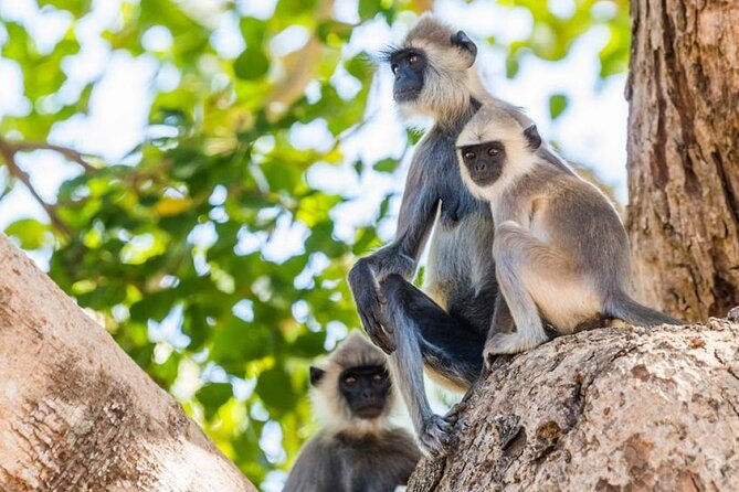 Udawalawa Safari Drive From Galle, Weligama, Mirissa & Dickwella - What you may see from the open jeep