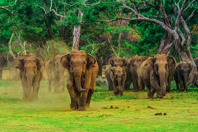 Udawalawa Safari Drive From Galle, Weligama, Mirissa & Dickwella - The trekker and the private jeep