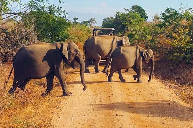 Udawalawa Safari Drive From Galle, Weligama, Mirissa & Dickwella - The packed breakfast during the safari