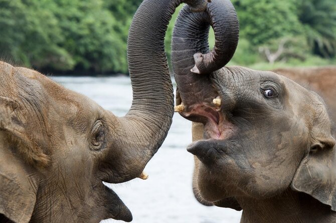 Udawalawa Safari Drive From Galle, Weligama, Mirissa & Dickwella - Is $80 per person good value?