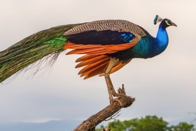 Udawalawa Safari Drive From Galle, Weligama, Mirissa & Dickwella - Who should choose this safari?