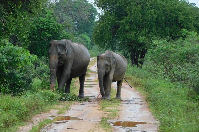 Udawalawa Safari & Elephants Orphanage Tour from Hambantota port - Key points before you book