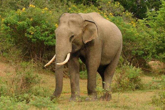 Udawalawa Safari & Elephants Orphanage Tour from Hambantota port - The price, and the extra $50 that changes the value