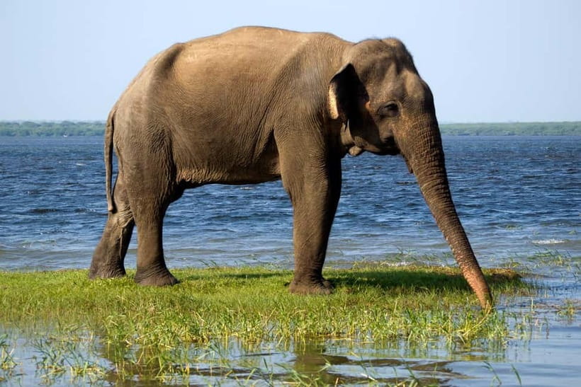 UDAWALAWA SAFARI TOUR from HAMBANTOTA PORT (Shore Excursion) - The Elephant Transit Home visit