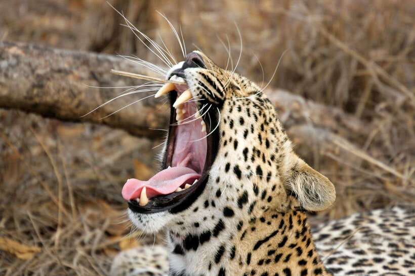 UDAWALAWA SAFARI TOUR from HAMBANTOTA PORT (Shore Excursion) - Who should book this shore excursion?