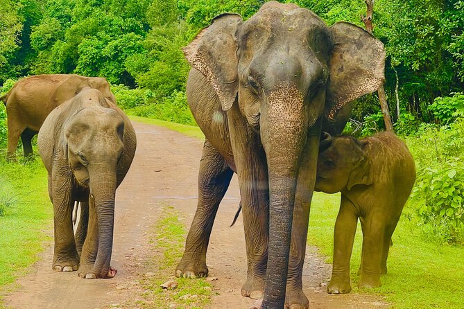 Udawalawa Wild Life Safari - Key points to know before booking