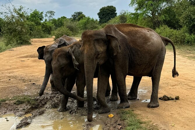 Udawalawa Wild Life Safari - The Elephant Transit Home and its 30-minute feeding session