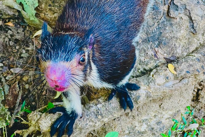 Udawalawa Wild Life Safari - Private touring, pickup, and communication