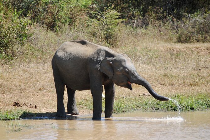 Udawalawe Elephant Safari: 3h Jeep Adventure (All Inclusive) - The Elephant Transit Home and its 45-minute feeding visit