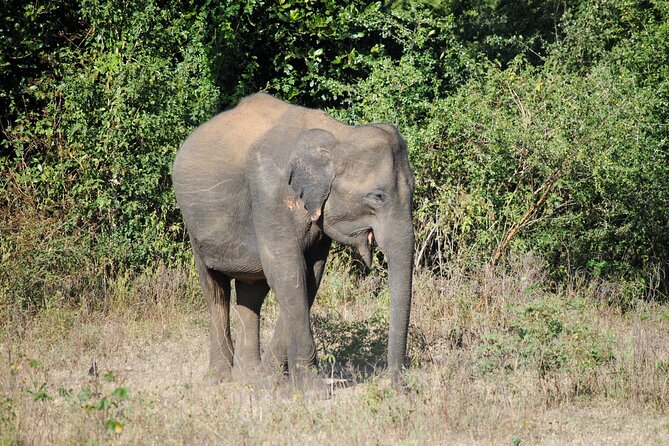 Udawalawe Elephant Safari: 3h Jeep Adventure (All Inclusive) - What the private jeep changes
