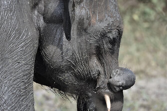 Udawalawe Elephant Safari: 3h Jeep Adventure (All Inclusive) - The $172 price and what it really covers