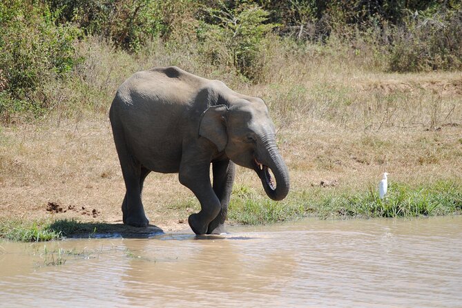Udawalawe Elephant Safari: 3h Jeep Adventure (All Inclusive) - Timing, comfort, and what to bring