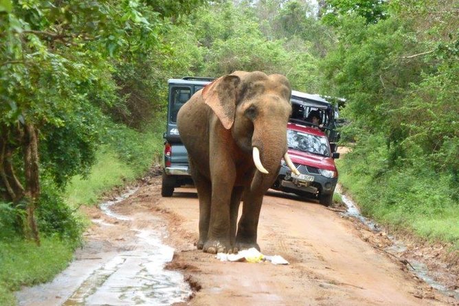 Udawalawe Elephant Safari: 3h Jeep Adventure (All Inclusive) - Who will get the most from this safari