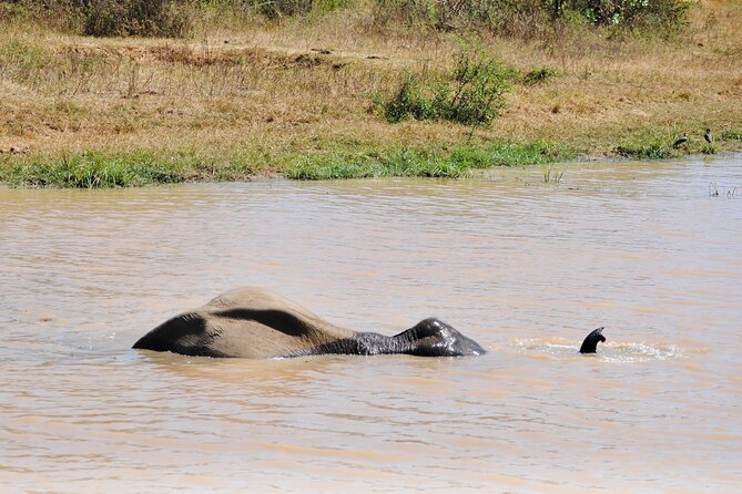 Udawalawe Elephant Safari: 3h Jeep Adventure (All Inclusive) - How the service measures up