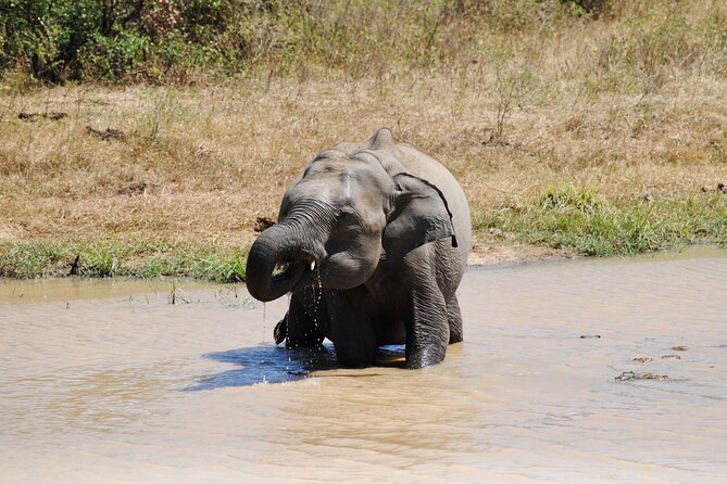 Udawalawe Elephant Safari: 3h Jeep Adventure (All Inclusive) - Three hours inside Udawalawe National Park