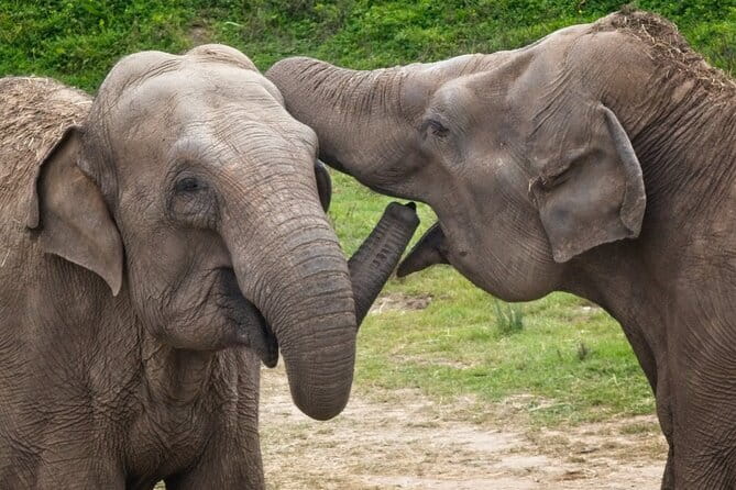 Udawalawe Elephant Safari and Orphanage Tour Shore Excursions - Should you book the Udawalawe safari from Hambantota?