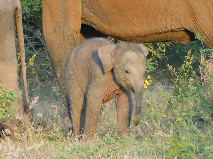 Udawalawe Elephants Safari Tour from Hambantota port - Key points to know before you book