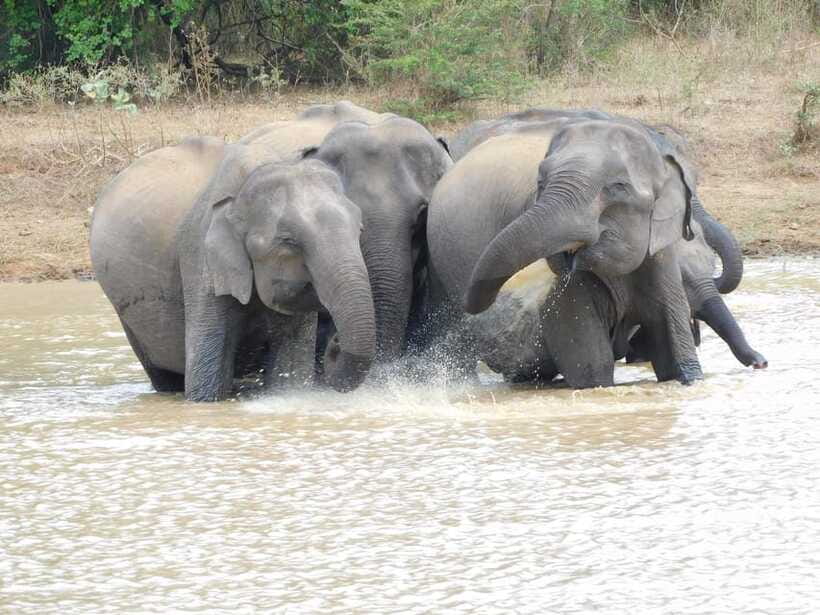 Udawalawe Elephants Safari Tour from Hambantota port - Booking, cancellation, and meeting details