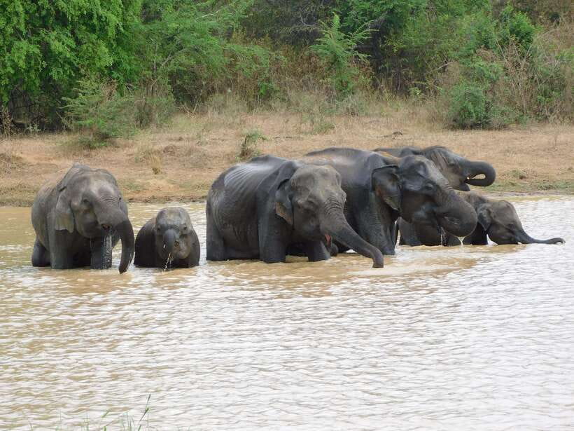 Udawalawe Elephants Safari Tour from Hambantota port - What happens inside Udawalawe National Park