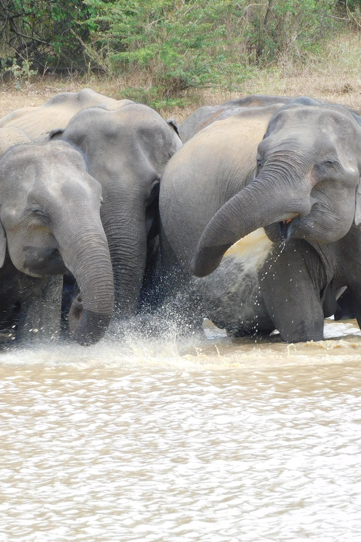 Udawalawe Elephants Safari Tour from Hambantota port - The elephant orphanage question