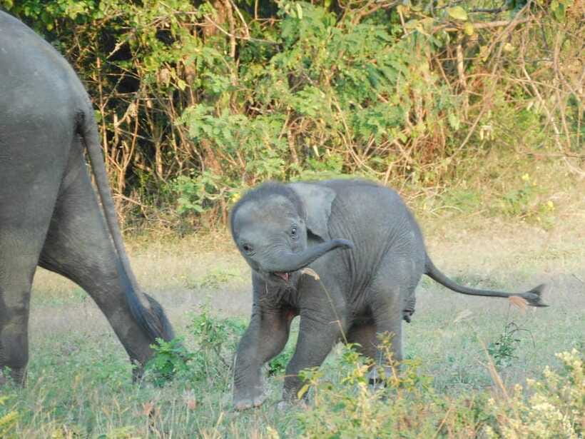 Udawalawe Elephants Safari Tour from Hambantota port - Comfort, drinks, and the six-hour rhythm