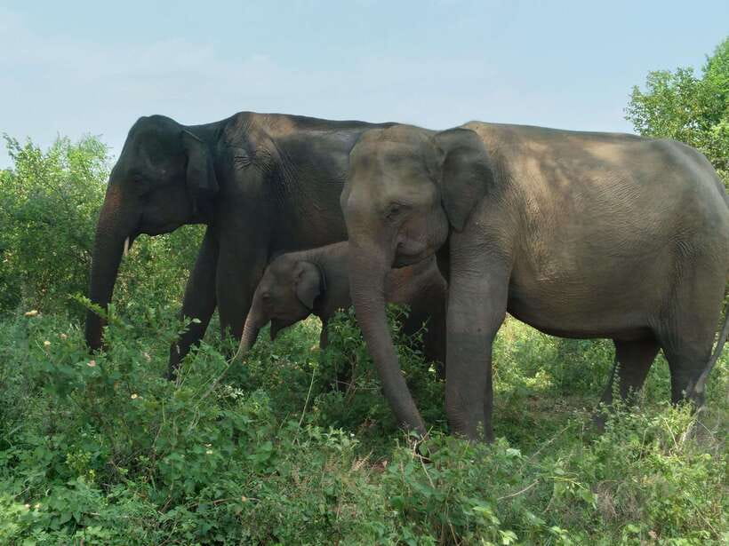 Udawalawe National Park: 4-Hour Safari Tour - What the four-hour Udawalawe safari is really about