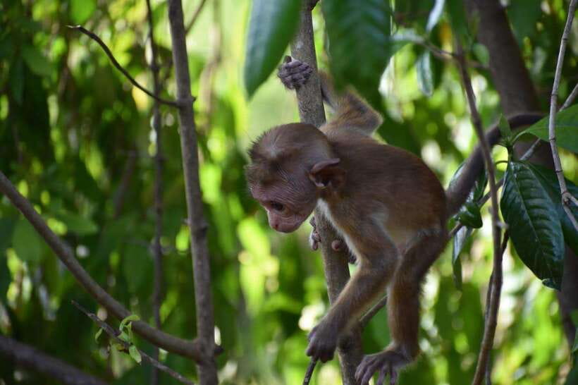 Udawalawe National Park: 4-Hour Safari Tour - Why the guide can make or break the drive