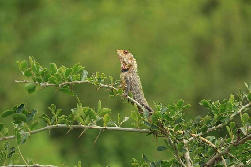 Udawalawe National Park: 4-Hour Safari Tour - Elephant country, with no guarantee