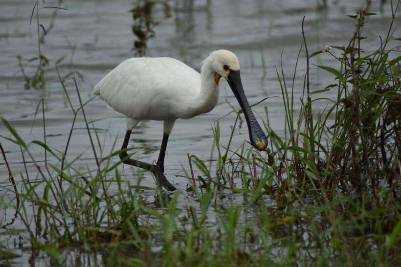 Udawalawe National Park: 4-Hour Safari Tour - Birds and smaller animals reward patience