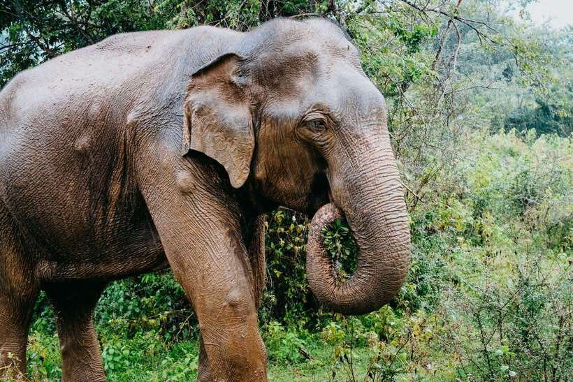 Udawalawe National Park: 4-Hour Safari Tour - Who should book this private Jeep