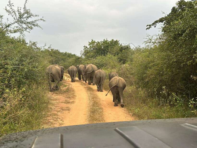 Udawalawe National Park: 4-Hour Safari Tour - How to get more from the four hours