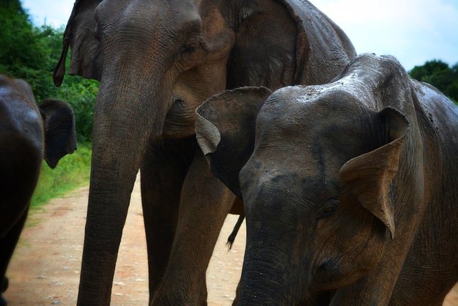Udawalawe National Park 6-Hour Private Safari Tour - Pickup, tickets, and the real price