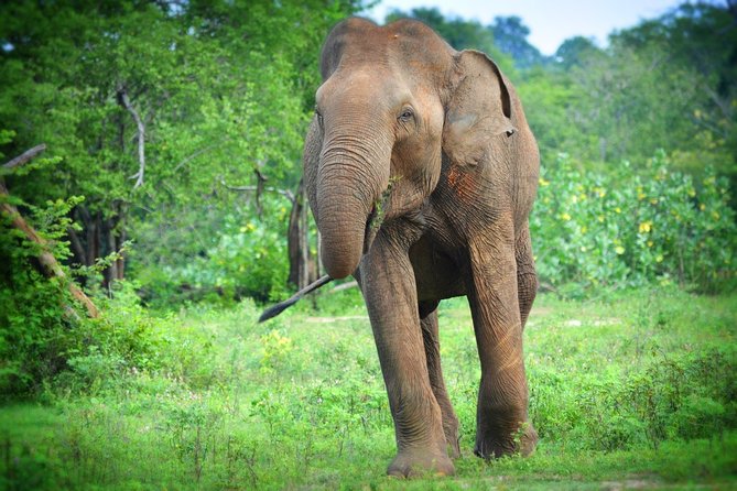 Udawalawe National Park 6-Hour Private Safari Tour - Flexible timing and an unhurried start