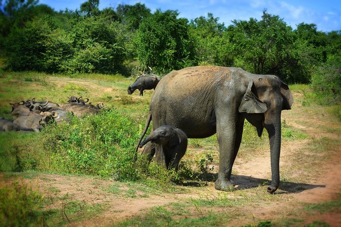 Udawalawe National Park 6-Hour Private Safari Tour - Who should book this safari