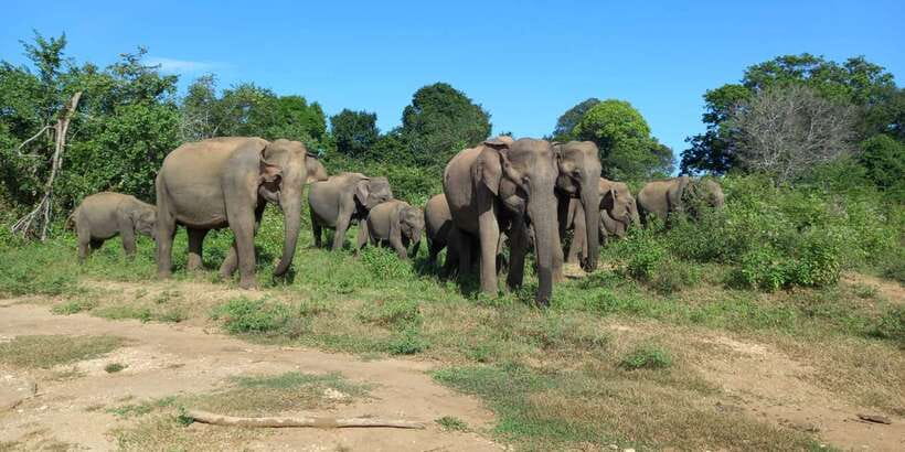 Udawalawe National Park - 7 Hours Private Safari tour - Key points at a glance
