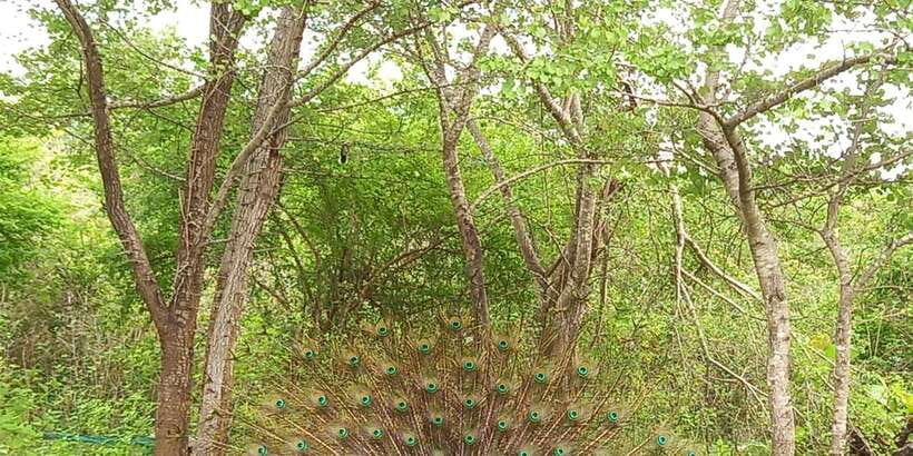 Udawalawe National Park - 7 Hours Private Safari tour - At the park entrance, keep the ticket detail in mind