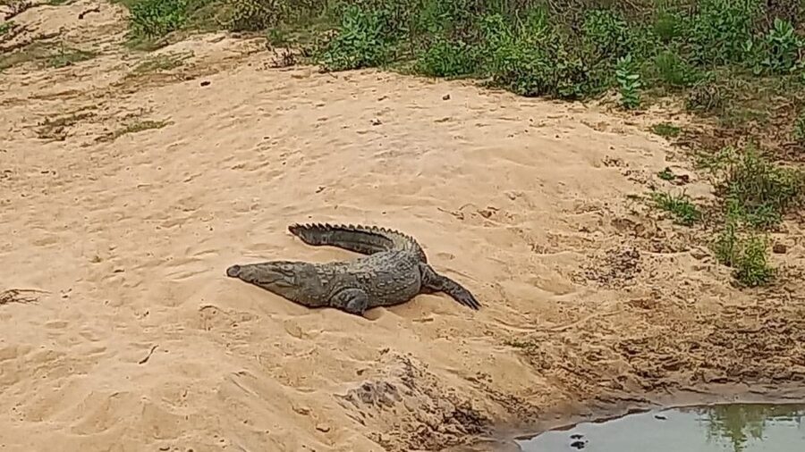 Udawalawe National Park - 7 Hours Private Safari tour - Booking and cancellation details
