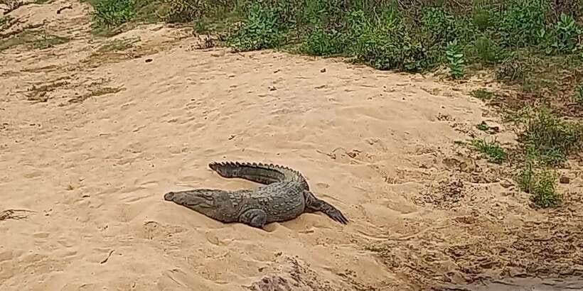 Udawalawe National Park - 7 Hours Private Safari tour - What seven hours in the private jeep feels like