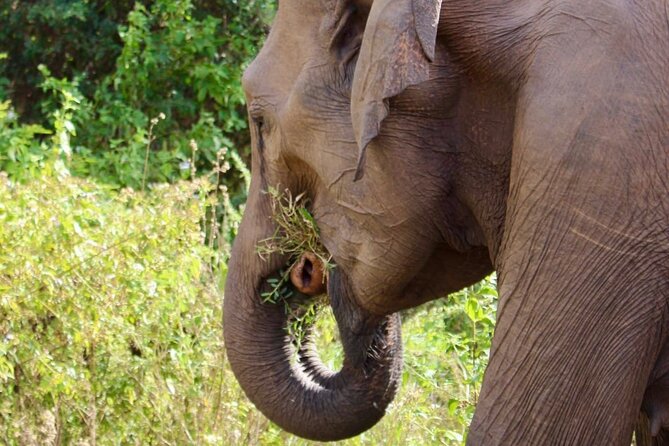 Udawalawe National Park Day trip - Lunch, water, and what the all-inclusive price means