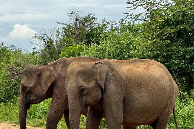 Udawalawe National Park Day trip - Who should book this private safari