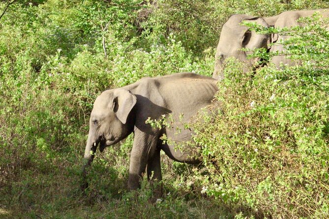 Udawalawe National Park Day trip - Booking details worth checking before you pay