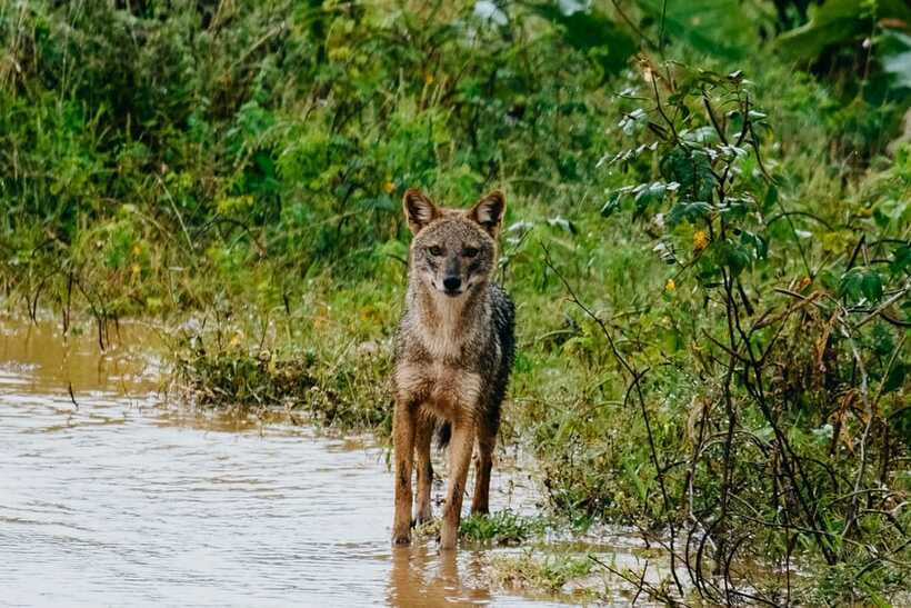 Udawalawe National Park: Elephant Safari with Expert Guide - Crocodiles, deer, jackals, and smaller wildlife