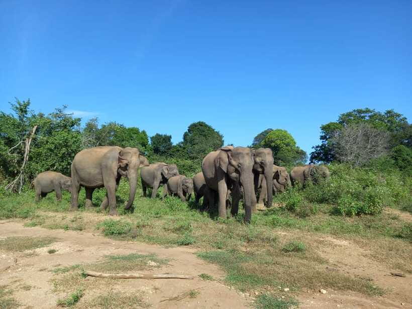Udawalawe National Park: Elephant Safari with Expert Guide - Food, water, and the small practical touches