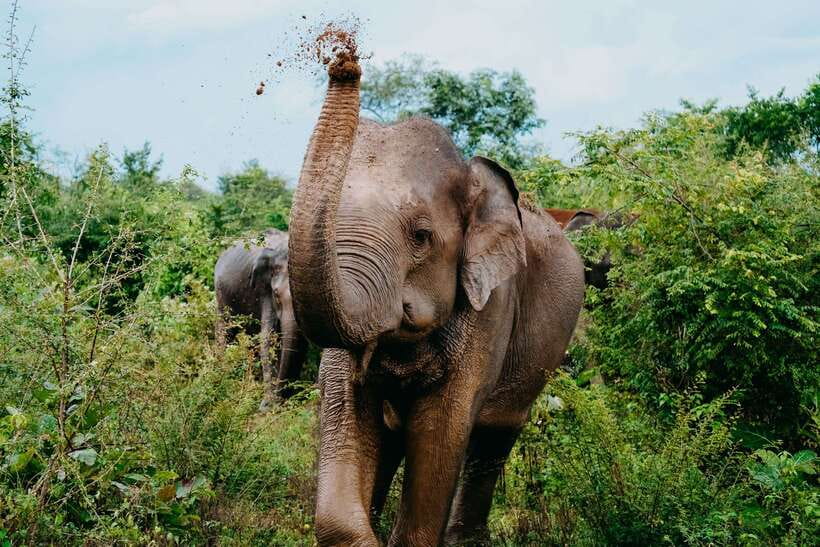 Udawalawe National Park: Elephant Safari with Expert Guide - Starting with hotel pickup and the park entrance