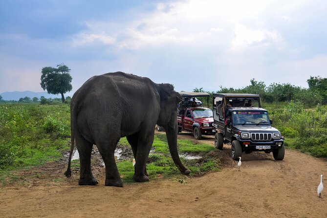 Udawalawe National Park Entrance Ticket with Private Safari - Crowds, shared Jeeps, and the best way to sit