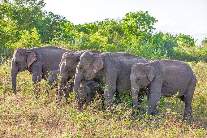 Udawalawe National Park Entrance Ticket with Private Safari - The choice between entry only and entry with a Jeep