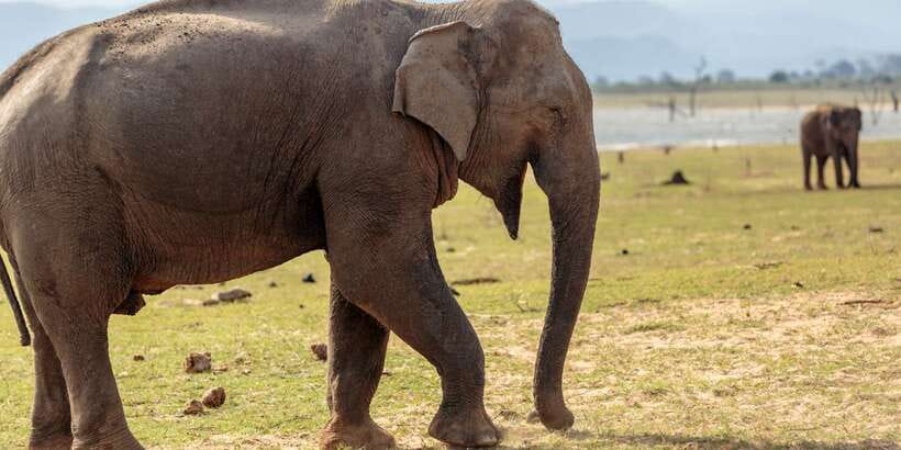 Udawalawe National Park Private Full-Day Safari - Grasslands, forests, and marshes